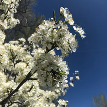 EDIBLE & MEDICINAL FLOWERS OF SPRING COURSE and EBOOK