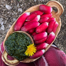 EDIBLE & MEDICINAL FLOWERS OF SPRING COURSE and EBOOK