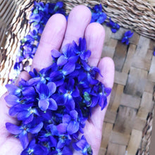 EDIBLE & MEDICINAL FLOWERS OF SPRING COURSE and EBOOK