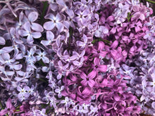 EDIBLE & MEDICINAL FLOWERS OF SPRING COURSE and EBOOK