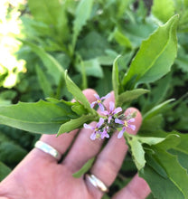 EDIBLE & MEDICINAL FLOWERS OF SPRING COURSE and EBOOK