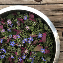 EDIBLE & MEDICINAL FLOWERS OF SPRING COURSE and EBOOK