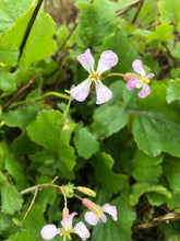 EDIBLE & MEDICINAL FLOWERS OF SPRING COURSE and EBOOK