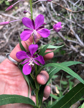 EDIBLE & MEDICINAL FLOWERS OF SUMMER
