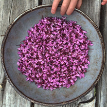 THE SPRING COURSE BUNDLE: Edible & Medicinal Flowers of Spring Course & The Dessert Course & 2 Recipe Ebooks!