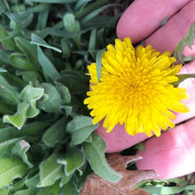 THE SPRING COURSE BUNDLE: Edible & Medicinal Flowers of Spring Course & The Dessert Course & 2 Recipe Ebooks!