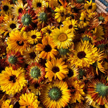 EDIBLE & MEDICINAL FLOWERS OF SUMMER