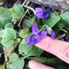 THE SPRING COURSE BUNDLE: Edible & Medicinal Flowers of Spring Course & The Dessert Course & 2 Recipe Ebooks!