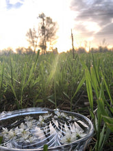 THE SPRING COURSE BUNDLE: Edible & Medicinal Flowers of Spring Course & The Dessert Course & 2 Recipe Ebooks!