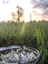 EDIBLE & MEDICINAL FLOWERS OF SUMMER