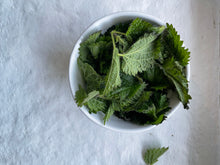 NETTLES: Music, Medicine & Myth