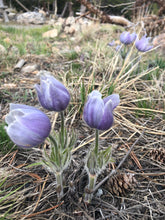THE SPRING COURSE BUNDLE: Edible & Medicinal Flowers of Spring Course & The Dessert Course & 2 Recipe Ebooks!
