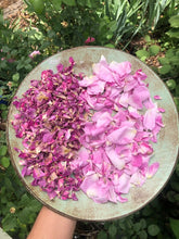 EDIBLE & MEDICINAL FLOWERS OF SUMMER