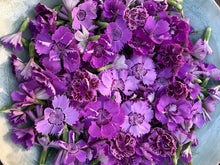 EDIBLE & MEDICINAL FLOWERS OF SUMMER