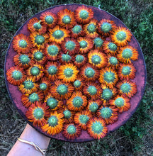 EDIBLE & MEDICINAL FLOWERS OF SUMMER