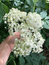 EDIBLE & MEDICINAL FLOWERS OF SUMMER