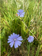EDIBLE & MEDICINAL FLOWERS OF SUMMER