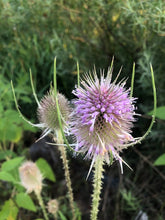 EDIBLE & MEDICINAL FLOWERS OF SUMMER