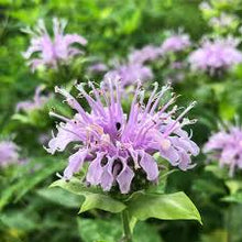 EDIBLE & MEDICINAL FLOWERS OF SUMMER