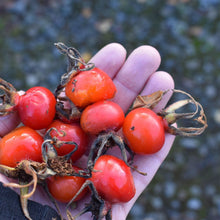 The Medicine Circle In-Person Culinary Herbalism Mentorship May - October 2026